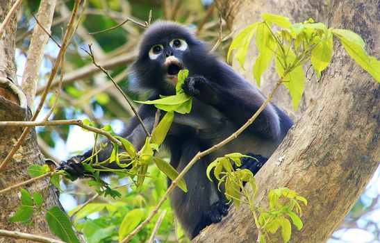 Spectacled langur sitting in a tree, Wua Talap island, Ang Thong National Marine Park, Thailand