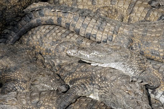 Nile crocodiles (Crocodylus niloticus) basking in the sun, closeup,  Mara River, Masai Mara National Reserve, Kenya