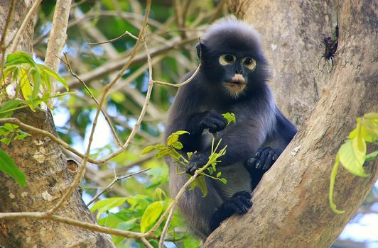 Spectacled langur sitting in a tree, Wua Talap island, Ang Thong National Marine Park, Thailand