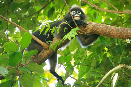 Spectacled langur sitting in a tree, Wua Talap island, Ang Thong National Marine Park, Thailand