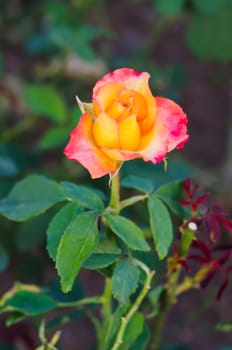 pink and yellow  rose on the Branch in the Garden