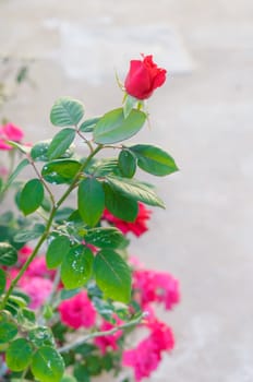Red Rose on the Branch in the Garden