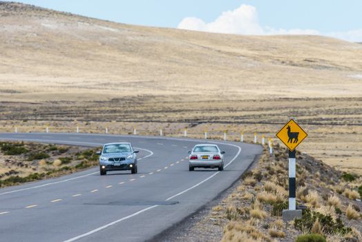 road with llama crossing in the peruvian Andes at Arequipa Peru