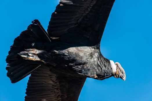 Andean condor flying in the Colca Canyon in the peruvian Andes at Arequipa Peru