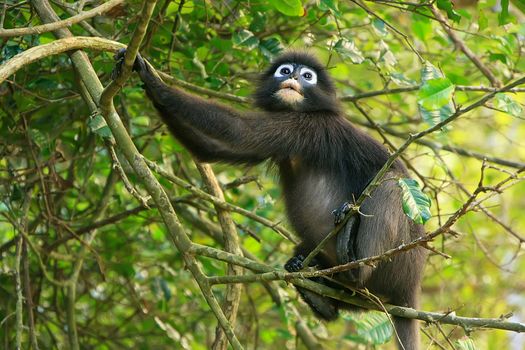 Spectacled langur sitting in a tree, Wua Talap island, Ang Thong National Marine Park, Thailand