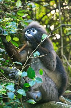 Spectacled langur sitting in a tree, Wua Talap island, Ang Thong National Marine Park, Thailand