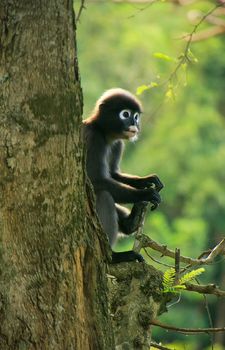 Spectacled langur sitting in a tree, Wua Talap island, Ang Thong National Marine Park, Thailand