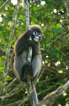 Spectacled langur sitting in a tree, Wua Talap island, Ang Thong National Marine Park, Thailand