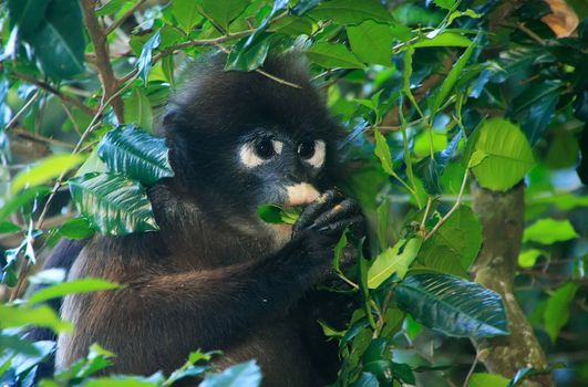 Spectacled langur eating leaves, Wua Talap island, Ang Thong National Marine Park, Thailand