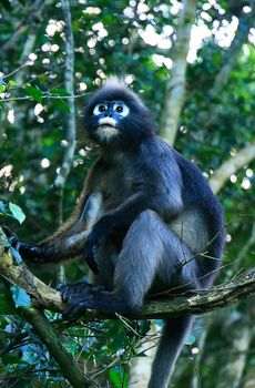 Spectacled langur sitting in a tree, Wua Talap island, Ang Thong National Marine Park, Thailand