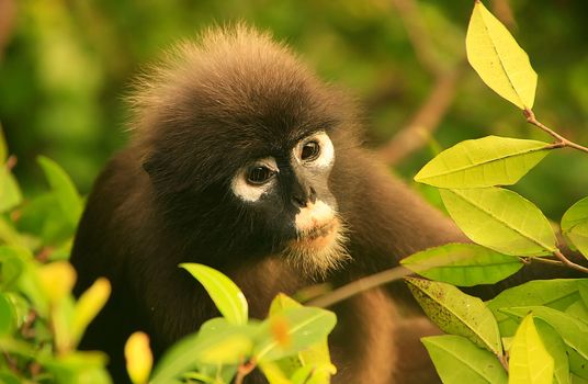 Spectacled langur sitting in a tree, Wua Talap island, Ang Thong National Marine Park, Thailand