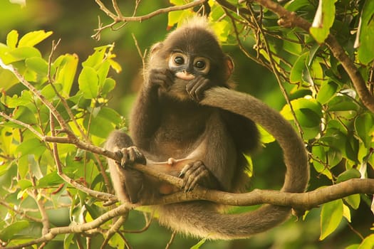 Young Spectacled langur sitting in a tree, Wua Talap island, Ang Thong National Marine Park, Thailand