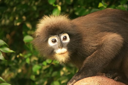 Portrait of Spectacled langur, Wua Talap island, Ang Thong National Marine Park, Thailand