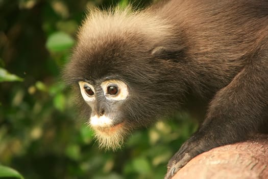 Portrait of Spectacled langur, Wua Talap island, Ang Thong National Marine Park, Thailand