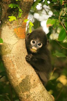 Young Spectacled langur sitting in a tree, Wua Talap island, Ang Thong National Marine Park, Thailand