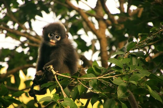 Young Spectacled langur sitting in a tree, Wua Talap island, Ang Thong National Marine Park, Thailand