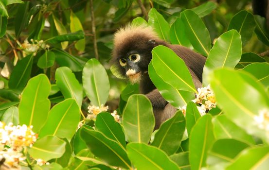 Spectacled langur sitting in a tree, Wua Talap island, Ang Thong National Marine Park, Thailand