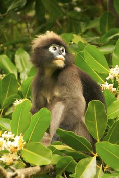 Spectacled langur sitting in a tree, Wua Talap island, Ang Thong National Marine Park, Thailand