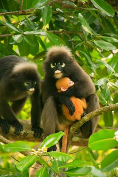 Spectacled langur sitting in a tree with a baby, Wua Talap island, Ang Thong National Marine Park, Thailand