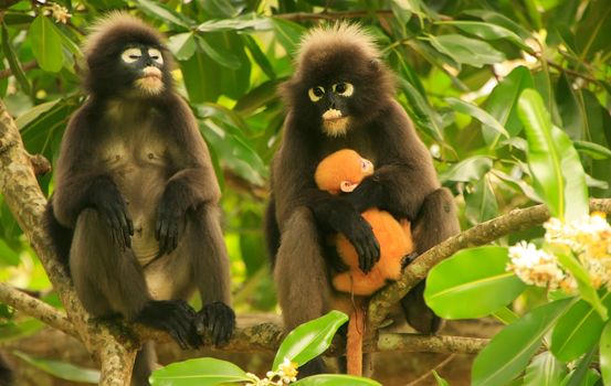 Spectacled langur sitting in a tree with a baby, Wua Talap island, Ang Thong National Marine Park, Thailand