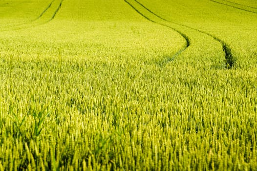 Wheat field in summertime with tractor tracks