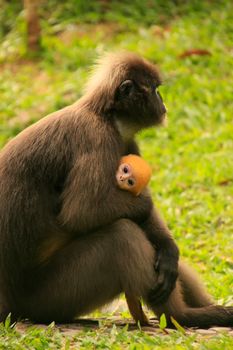 Spectacled langur sitting with a baby, Wua Talap island, Ang Thong National Marine Park, Thailand