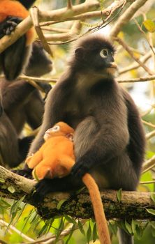 Spectacled langur sitting in a tree with a baby, Wua Talap island, Ang Thong National Marine Park, Thailand