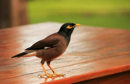 Myna sitting on a table, Ang Thong National Marine Park, Thailand