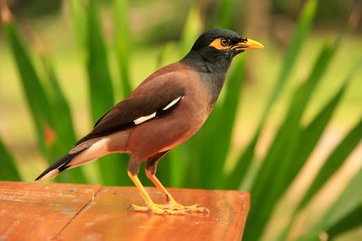 Myna sitting on a table, Ang Thong National Marine Park, Thailand