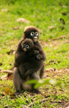 Spectacled langur sitting with a baby, Wua Talap island, Ang Thong National Marine Park, Thailand