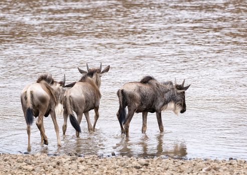 three  white bearded wildebeest (Connochaetes tuarinus mearnsi) enter dangerous water of Mara River to cross and join main herd on other bank, Masai Mara National rRserve Kenya 