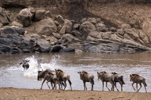 Small herd of white bearded wildebeest (Connochaetes tuarinus mearnsi) crossing Mara River during annual migration from  Serengeti National Park in Tanzania to   Maasai Mara National Reserve, Kenya 