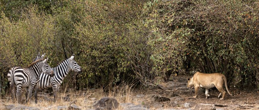 African lioness stalking  zebra herd , Masai Mara National Reserve, Kenya