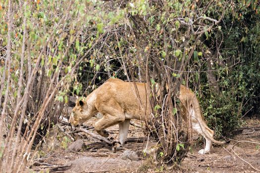 African lioness prowls around bushes , Masai Mara National Reserve, Kenya