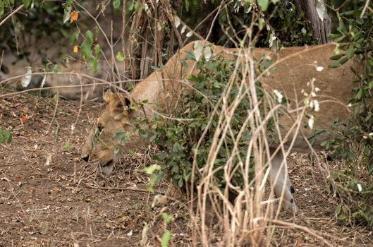 African lioness prowls around bushes , Masai Mara National Reserve, Kenya