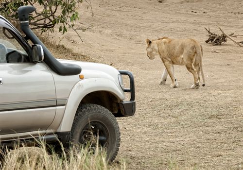 African lioness cross road in front of safari car, Masai Mara National Reserve, Kenya