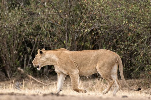 African lioness hunting , Masai Mara National Reserve, Kenya