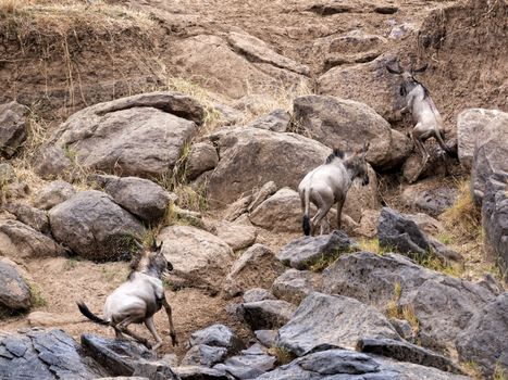 group of white bearded wildebeest (Connochaetes tuarinus mearnsi) clambered up the stone walls  of a steeply terraced bank of Mara River after crossing on their way  to green pastures of  Maasai Mara National Reserve, Kenya 