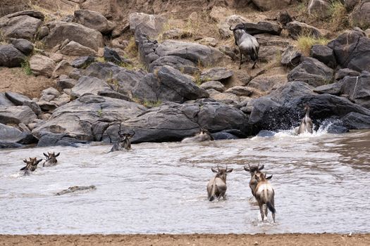 herd of white bearded wildebeest (Connochaetes tuarinus mearnsi) crossing Mara River during annual migration from  Serengeti National Park in Tanzania and large crocodile hunting on them ,  Maasai Mara National Reserve, Kenya 