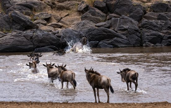 small herd of white bearded wildebeest (Connochaetes tuarinus mearnsi) crossing Mara River during annual migration from  Serengeti National Park in Tanzania to greener pastures of  Maasai Mara National Reserve, Kenya 