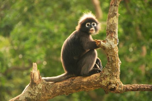 Spectacled langur sitting in a tree, Wua Talap island, Ang Thong National Marine Park, Thailand