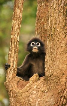 Spectacled langur sitting in a tree, Wua Talap island, Ang Thong National Marine Park, Thailand