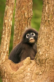 Spectacled langur sitting in a tree, Wua Talap island, Ang Thong National Marine Park, Thailand