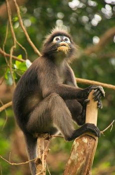 Spectacled langur sitting in a tree, Wua Talap island, Ang Thong National Marine Park, Thailand