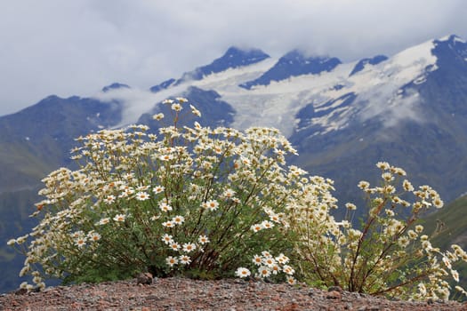 Caucasus mountain landscape and bush of camomiles