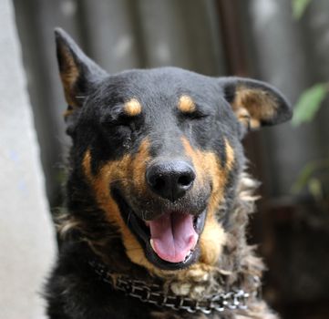 Portrait of mature dog sitting on the backyard