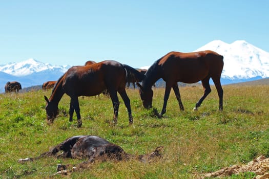 Horses on the summer autumn caucasus meadow