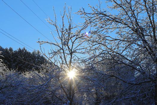 Blue winter sky and caucasus wood on the sunrise