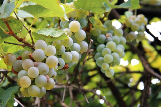A White Grape Bunch ready for harvest