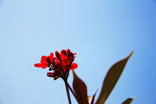 Exotic pink flower blooming on the branch of bush